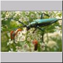 Aromia moschata - Moschusbock 07.jpg